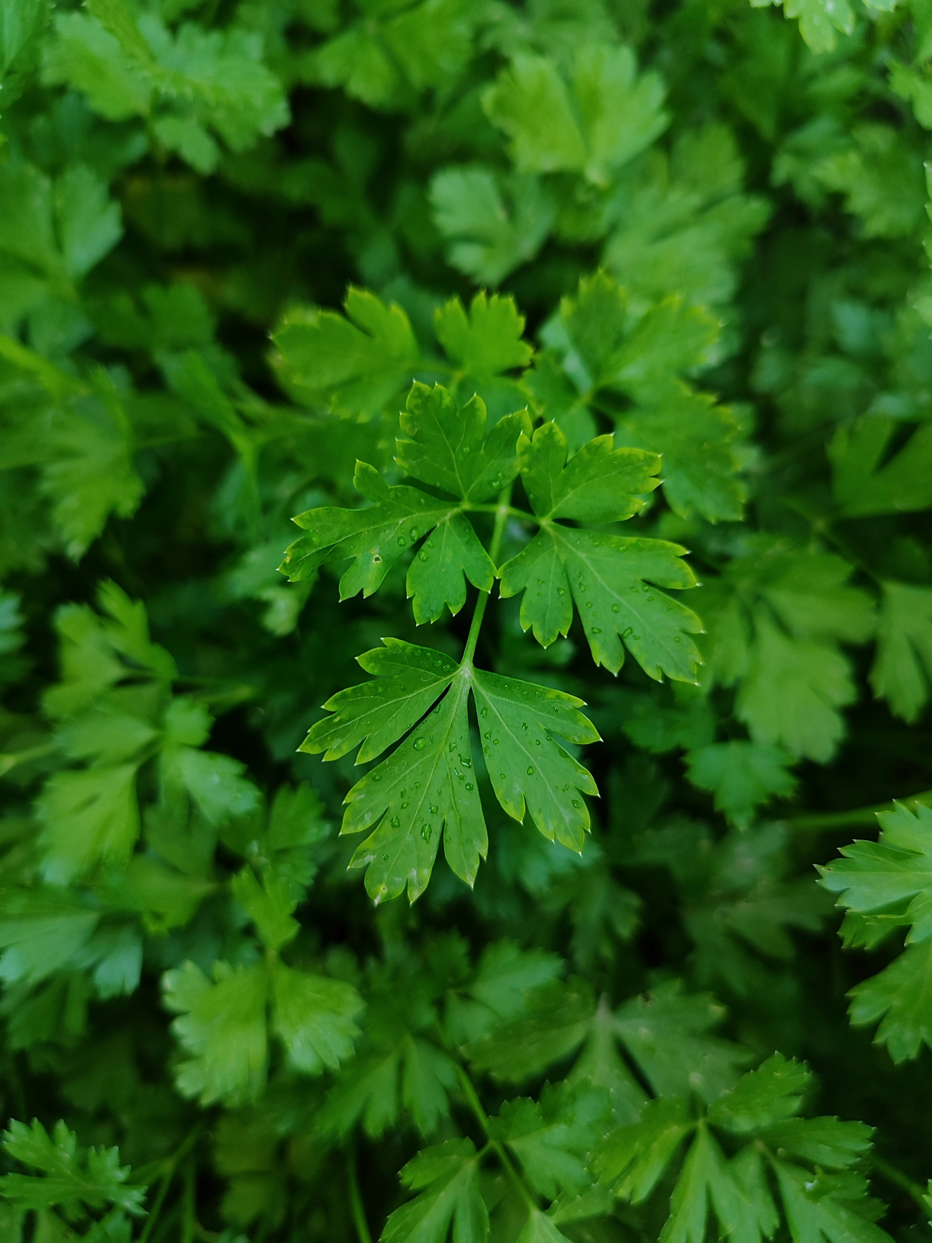 Parsley